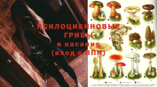 шишки Покачи